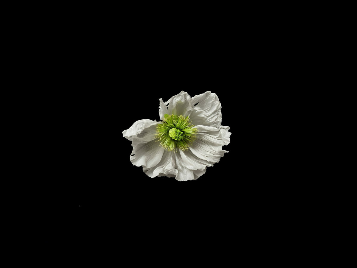 A single white flower with a bright green center, isolated against a solid black background.