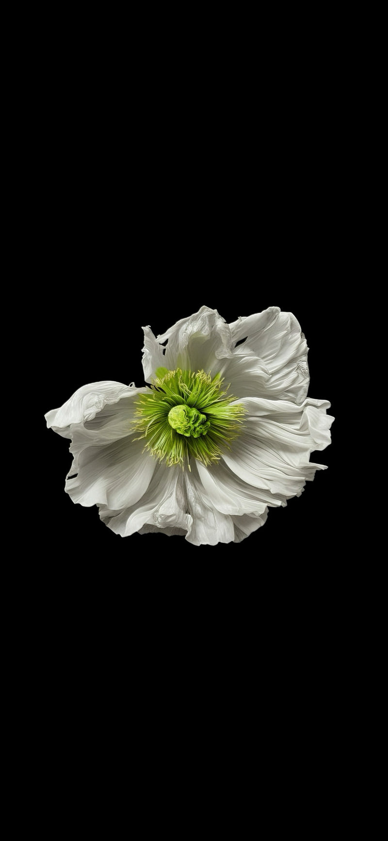 A single white flower with a bright green center, isolated on a solid black background.
